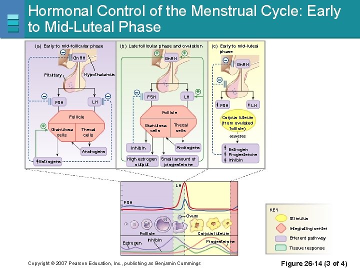 Hormonal Control of the Menstrual Cycle: Early to Mid-Luteal Phase (a) Early to mid-follicular
