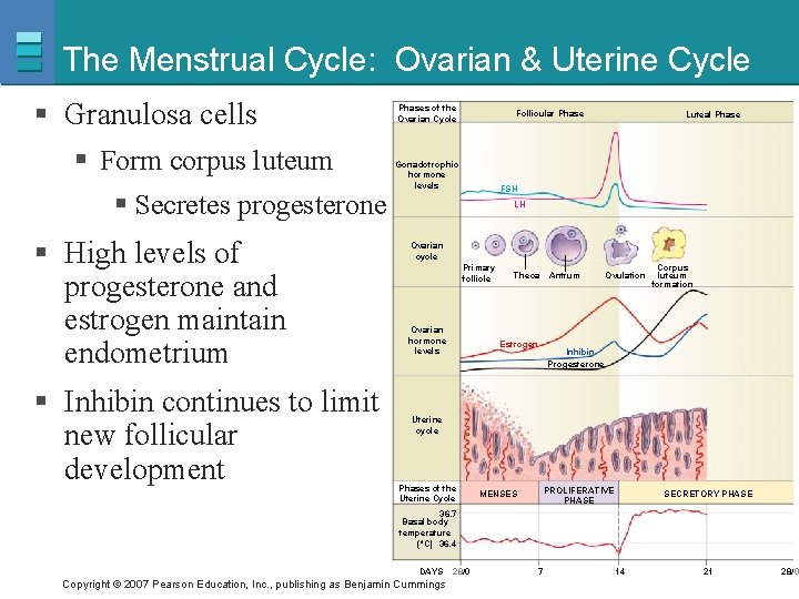 The Menstrual Cycle: Ovarian & Uterine Cycle § Granulosa cells § Form corpus luteum