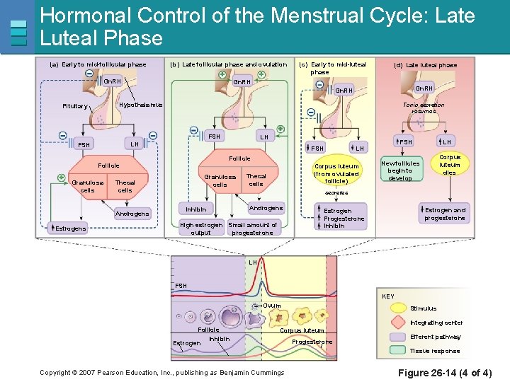 Hormonal Control of the Menstrual Cycle: Late Luteal Phase (a) Early to mid-follicular phase