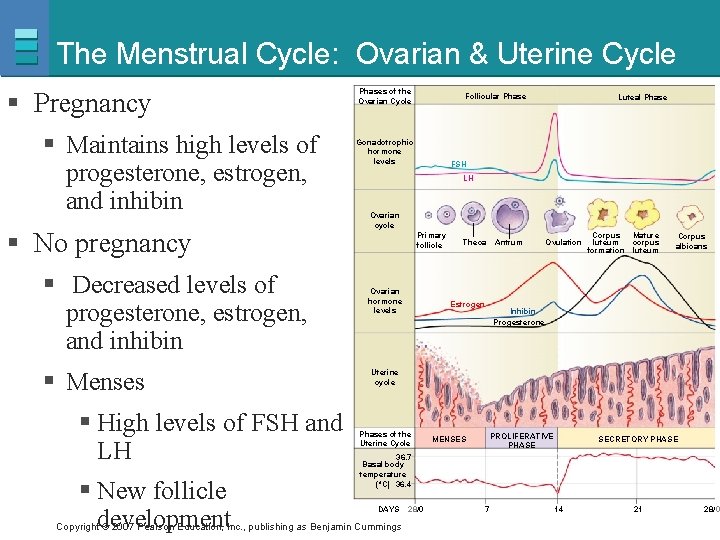 The Menstrual Cycle: Ovarian & Uterine Cycle § Pregnancy § Maintains high levels of