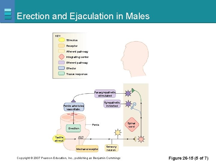 Erection and Ejaculation in Males KEY Stimulus Receptor Afferent pathway Integrating center Efferent pathway