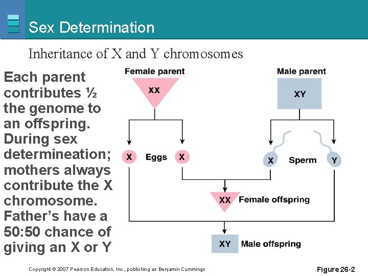 Sex Determination Inheritance of X and Y chromosomes Each parent contributes ½ the genome