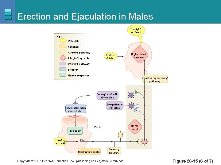 Erection and Ejaculation in Males Thoughts of Sex!! KEY Stimulus Receptor Afferent pathway Erotic