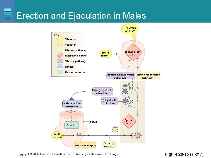 Erection and Ejaculation in Males Thoughts of Sex!! KEY Stimulus Receptor Afferent pathway Erotic