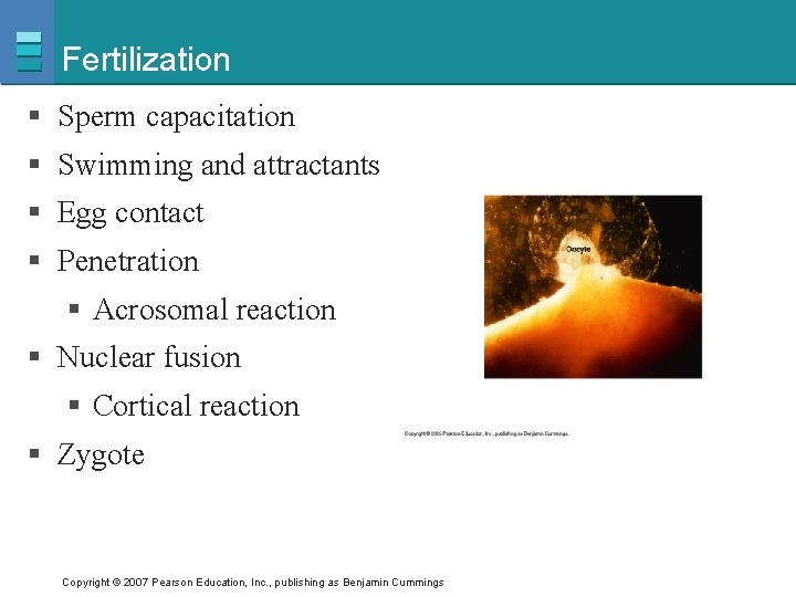 Fertilization § Sperm capacitation § Swimming and attractants § Egg contact § Penetration §