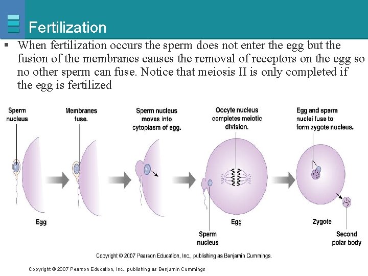 Fertilization § When fertilization occurs the sperm does not enter the egg but the