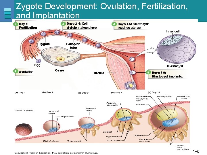 Zygote Development: Ovulation, Fertilization, and Implantation 3 Days 2 -4: Cell division takes place.