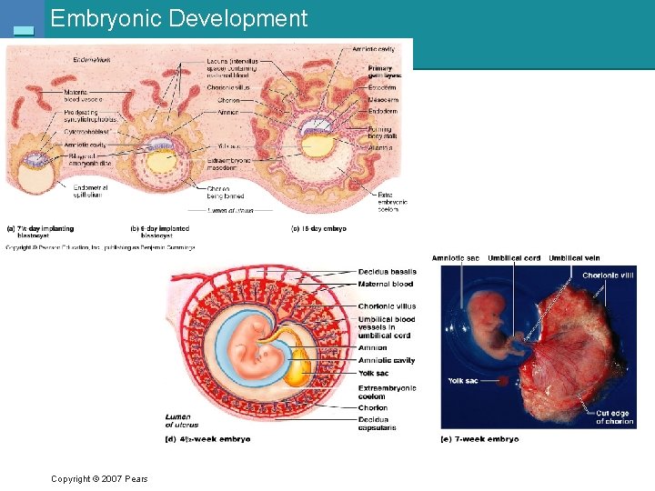 Embryonic Development Copyright © 2007 Pearson Education, Inc. , publishing as Benjamin Cummings 