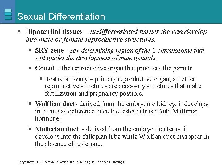 Sexual Differentiation § Bipotential tissues – undifferentiated tissues the can develop into male or