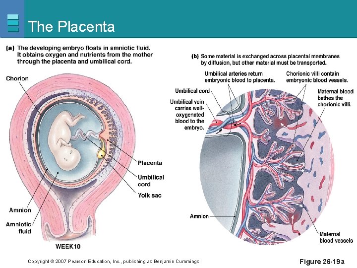 The Placenta Copyright © 2007 Pearson Education, Inc. , publishing as Benjamin Cummings Figure
