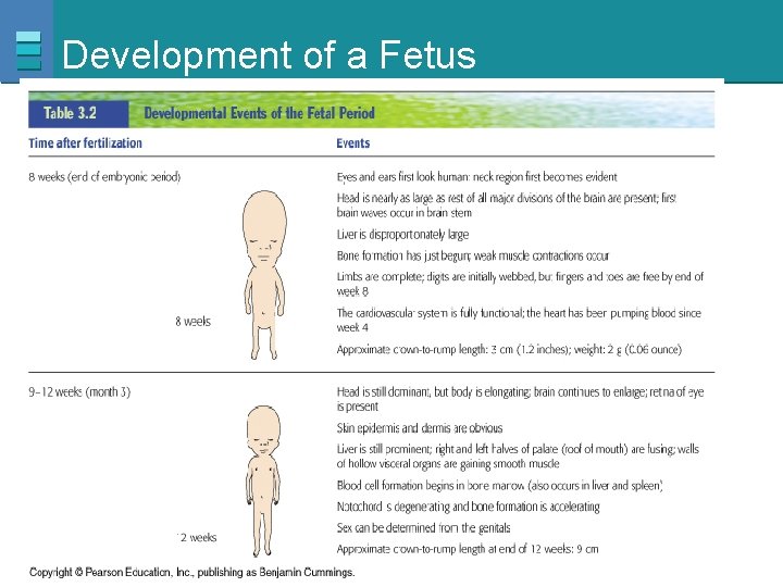 Development of a Fetus Copyright © 2007 Pearson Education, Inc. , publishing as Benjamin