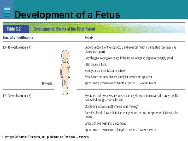 Development of a Fetus Copyright © 2007 Pearson Education, Inc. , publishing as Benjamin
