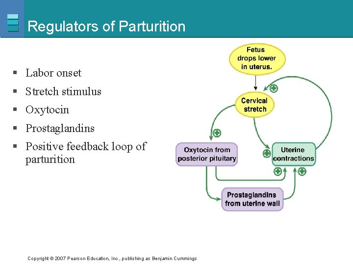 Regulators of Parturition § Labor onset § Stretch stimulus § Oxytocin § Prostaglandins §