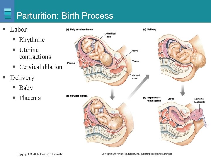 Parturition: Birth Process § Labor § Rhythmic § Uterine contractions § Cervical dilation §