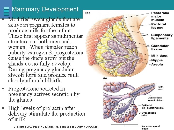 Mammary Development § Modified sweat glands that are active in pregnant females to produce