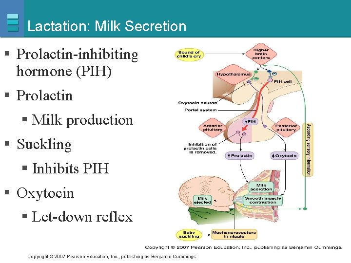 Lactation: Milk Secretion § Prolactin-inhibiting hormone (PIH) § Prolactin § Milk production § Suckling
