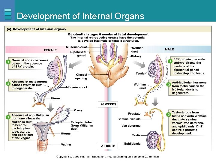 Development of Internal Organs Copyright © 2007 Pearson Education, Inc. , publishing as Benjamin