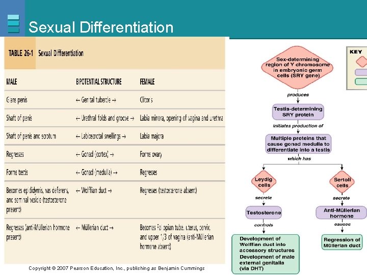 Sexual Differentiation Copyright © 2007 Pearson Education, Inc. , publishing as Benjamin Cummings 