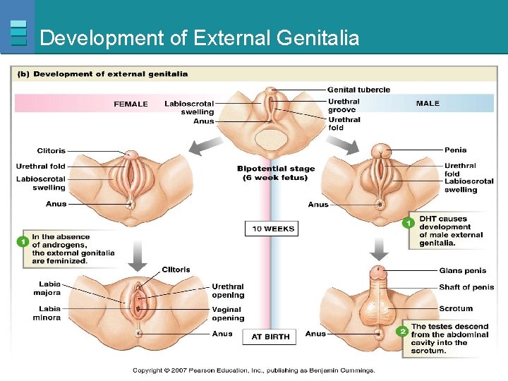 Development of External Genitalia Copyright © 2007 Pearson Education, Inc. , publishing as Benjamin