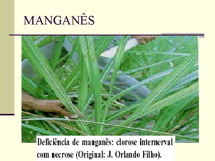 MANGANÊS 