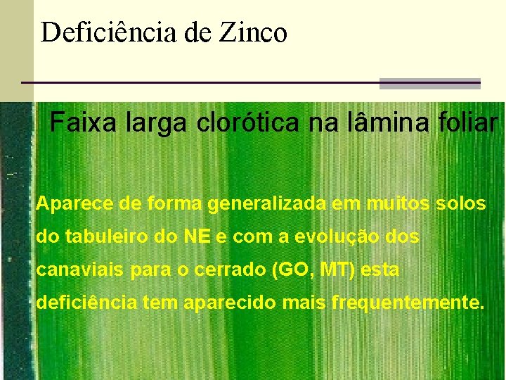 Deficiência de Zinco Faixa larga clorótica na lâmina foliar Aparece de forma generalizada em