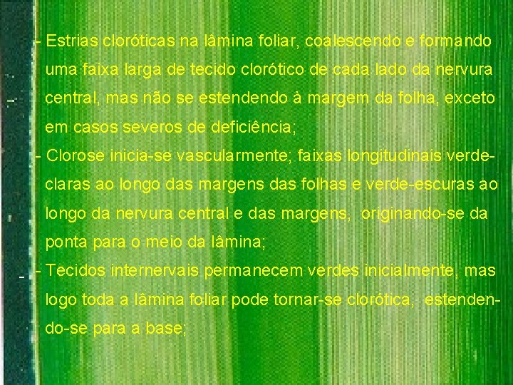 - Estrias cloróticas na lâmina foliar, coalescendo e formando uma faixa larga de tecido