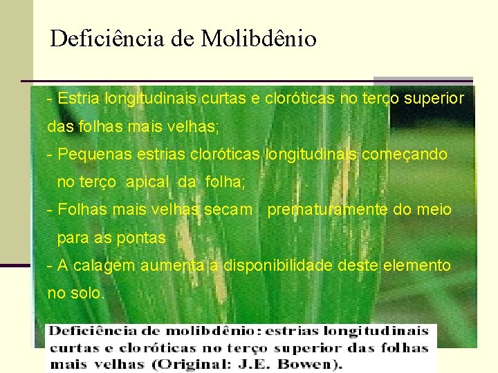 Deficiência de Molibdênio - Estria longitudinais curtas e cloróticas no terço superior das folhas