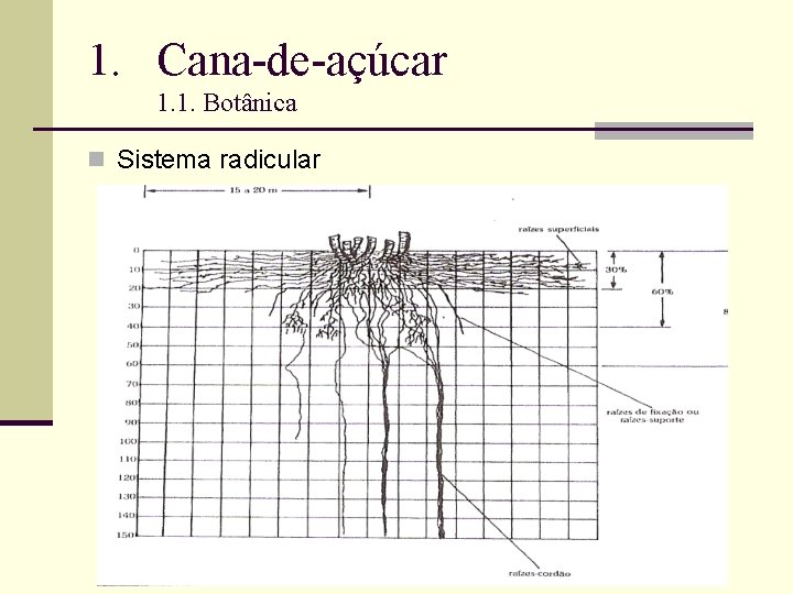 1. Cana-de-açúcar 1. 1. Botânica n Sistema radicular 