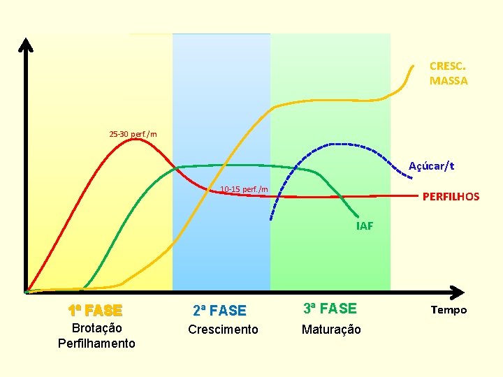 CRESC. MASSA 25 -30 perf. /m Açúcar/t 10 -15 perf. /m PERFILHOS IAF 1ª