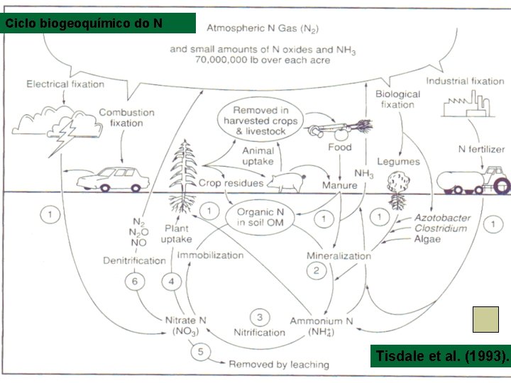 Ciclo biogeoquímico do N Tisdale et al. (1993). 