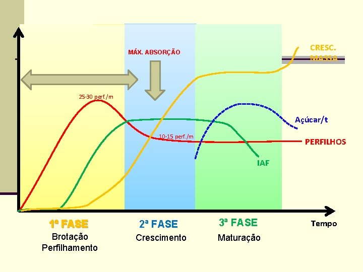 CRESC. MASSA MÁX. ABSORÇÃO 25 -30 perf. /m Açúcar/t 10 -15 perf. /m PERFILHOS