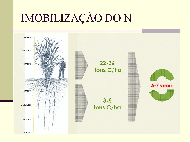 IMOBILIZAÇÃO DO N 