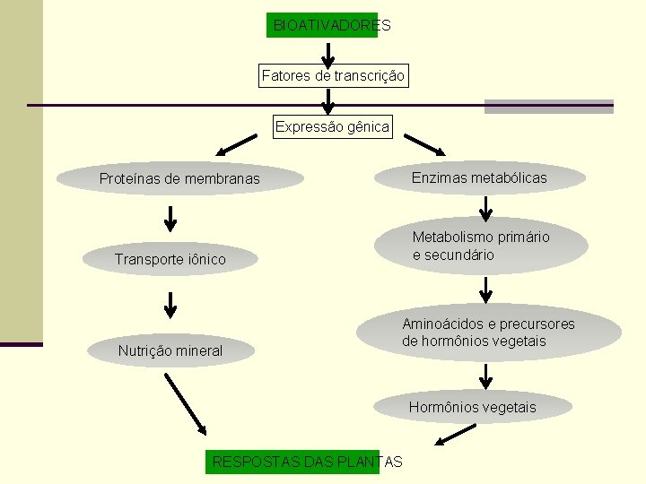 BIOATIVADORES Fatores de transcrição Expressão gênica Enzimas metabólicas Proteínas de membranas Metabolismo primário e