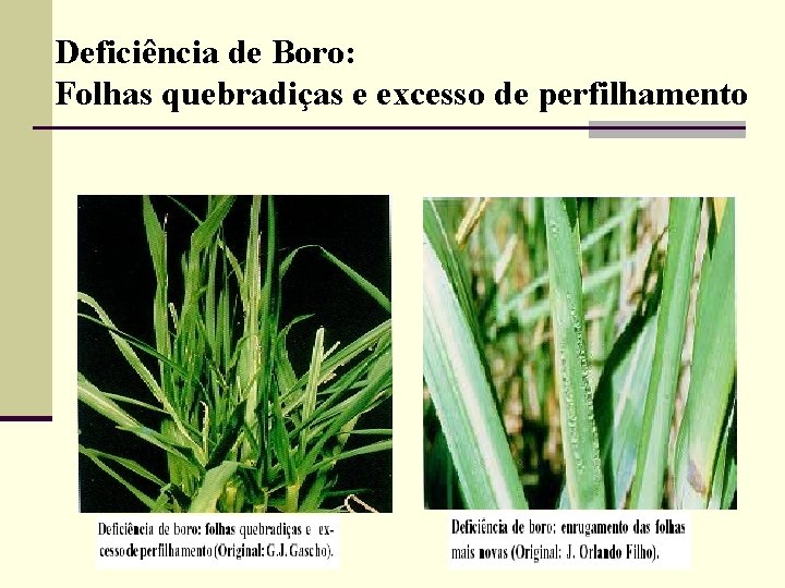 Deficiência de Boro: Folhas quebradiças e excesso de perfilhamento 