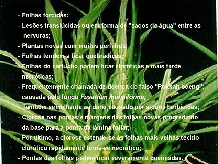 - Folhas torcidas; - Lesões translúcidas ou em forma de "sacos de água" entre