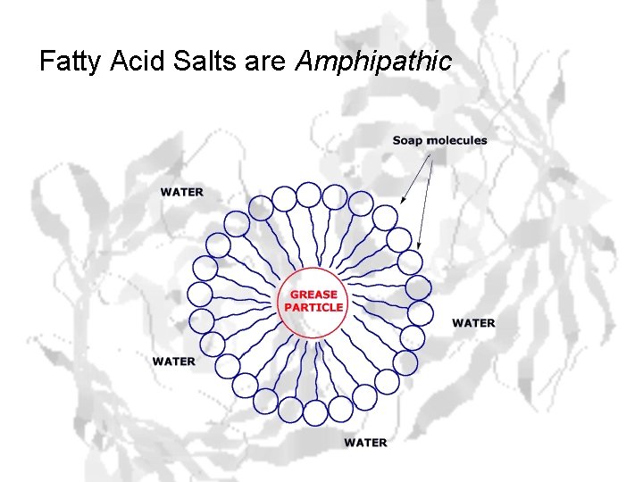 Fatty Acid Salts are Amphipathic 