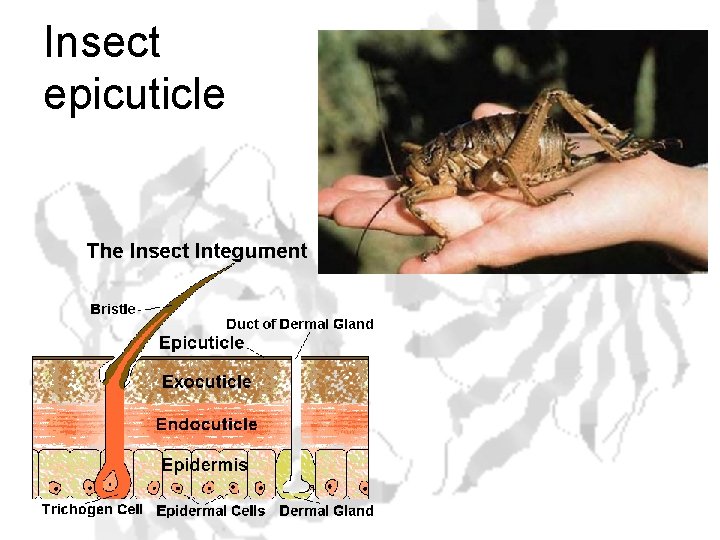 Insect epicuticle 