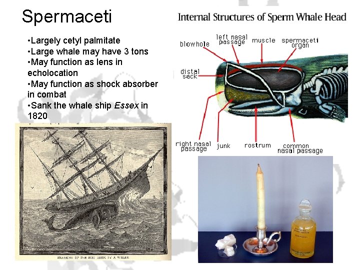 Spermaceti • Largely cetyl palmitate • Large whale may have 3 tons • May