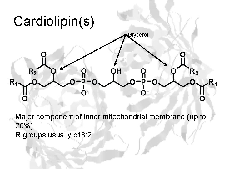 Cardiolipin(s) Glycerol Major component of inner mitochondrial membrane (up to 20%) R groups usually