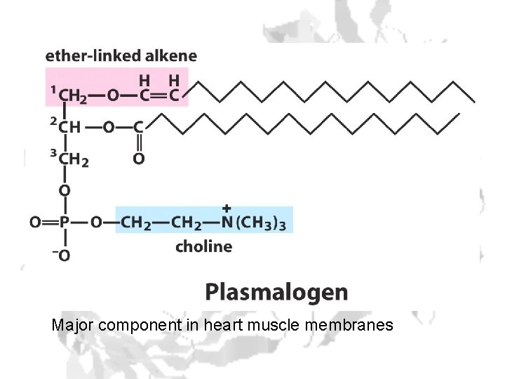 Major component in heart muscle membranes 