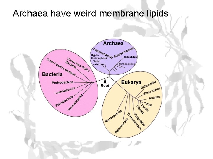 Archaea have weird membrane lipids 