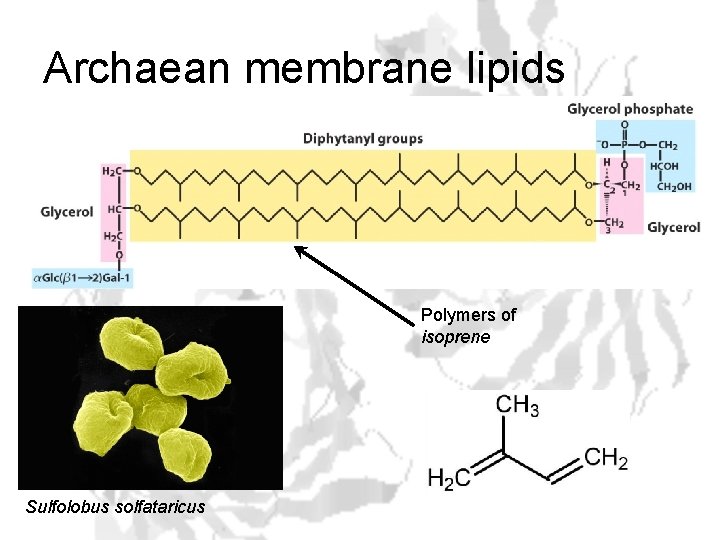 Archaean membrane lipids Polymers of isoprene Sulfolobus solfataricus 