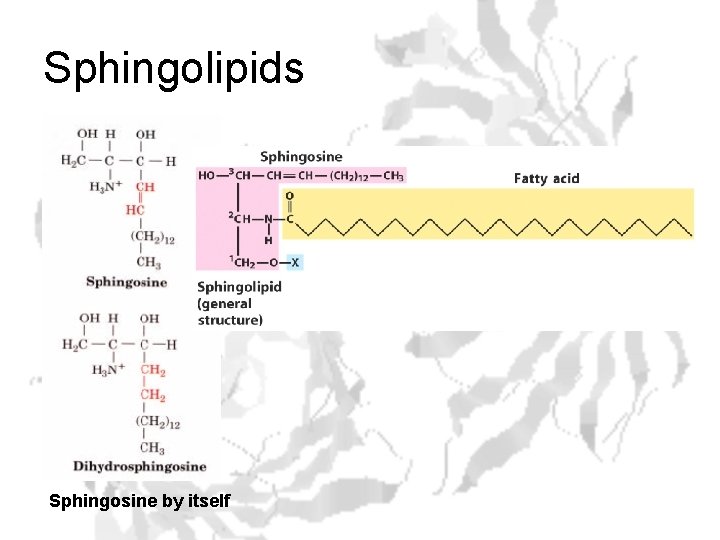 Sphingolipids Sphingosine by itself 