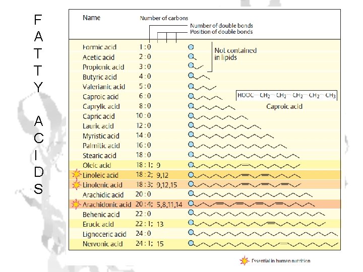 F A T T Y A C I D S 