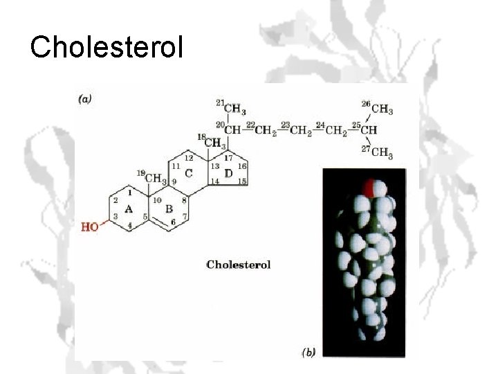 Cholesterol 