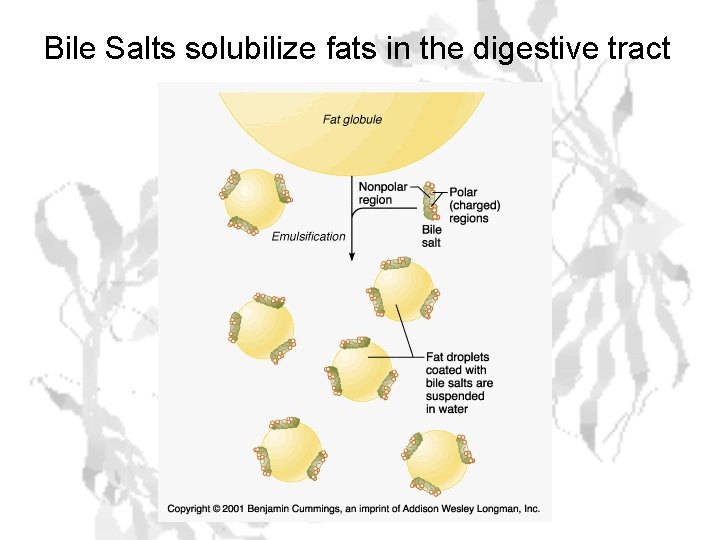 Bile Salts solubilize fats in the digestive tract 