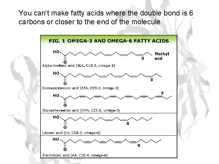 You can’t make fatty acids where the double bond is 6 carbons or closer