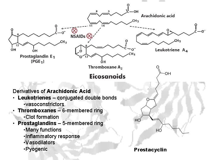 Derivatives of Arachidonic Acid • Leukotrienes – conjugated double bonds • vasoconstrictors • Thromboxanes