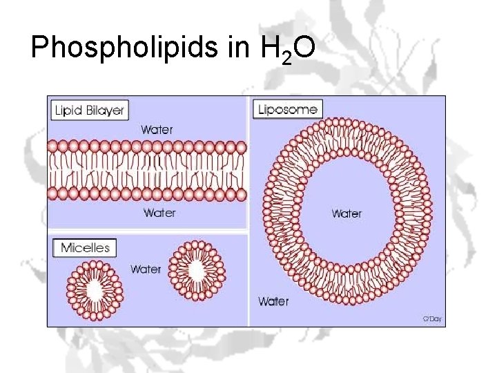 Phospholipids in H 2 O 