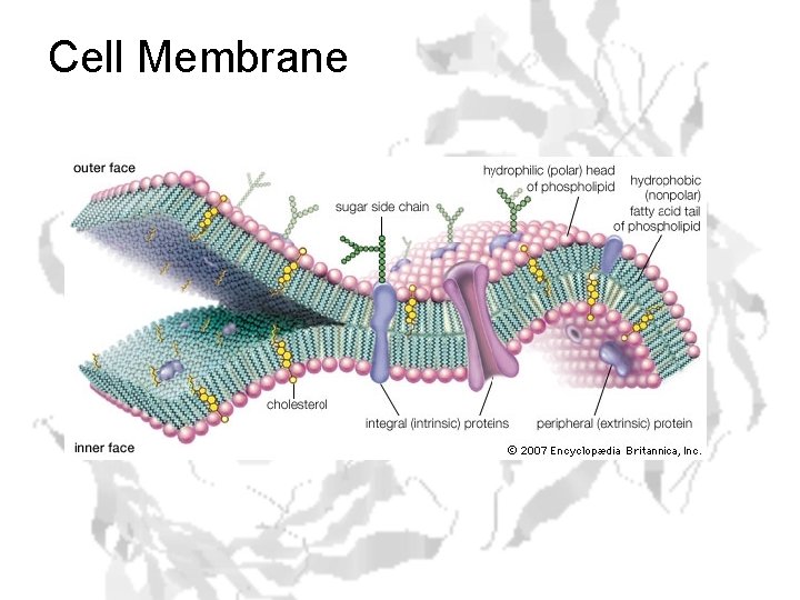 Cell Membrane 